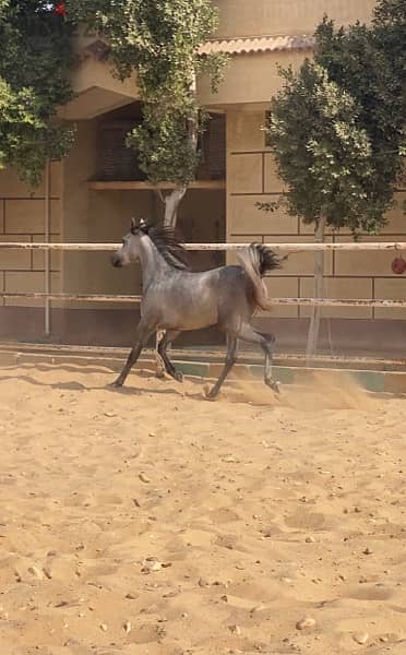 خيول عربية أصيلة 7