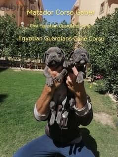 Champion bloodline cane corso puppies best sale for sale