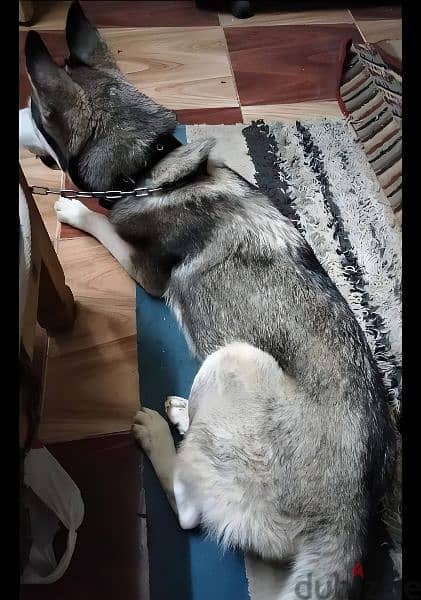 كلبة هاسكي سيبيريا بصحه فوق الجيدة الحمد لله البيع لعدم الحاجة 2