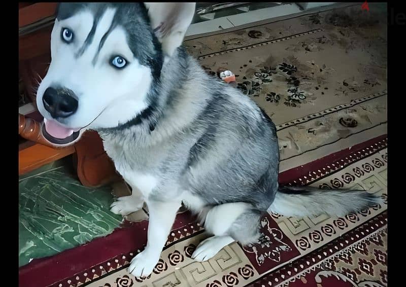 كلبة هاسكي سيبيريا بصحه فوق الجيدة الحمد لله البيع لعدم الحاجة 4