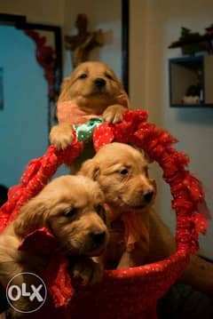 Golden retriever puppies pure 100% 45 days for new home 0