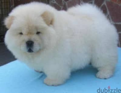 تشاو  اتشاو  اعلى مستوى أهالى مستوردين بالباسبورات شاو  chow chow pupp