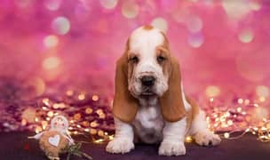 Basset Hound Puppy FCI Top Quality from Europe 0