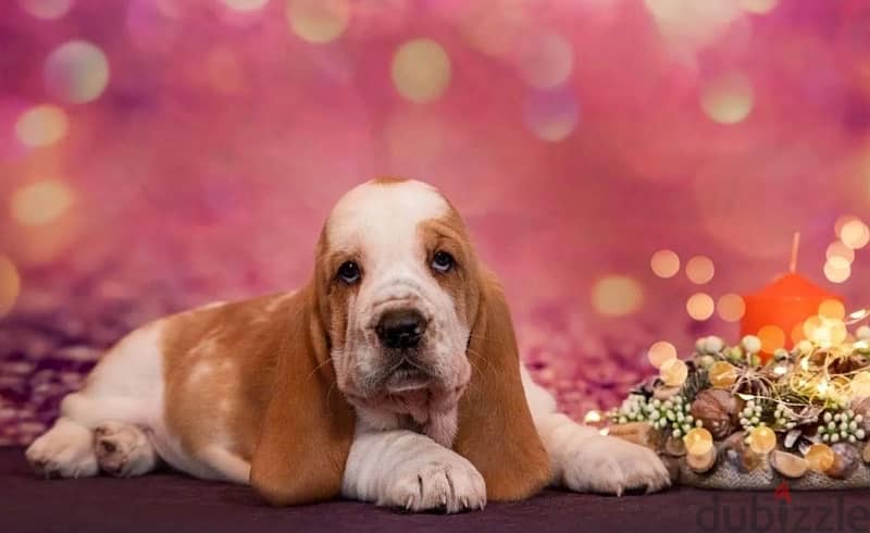 Basset Hound Puppy FCI Top Quality from Europe 1