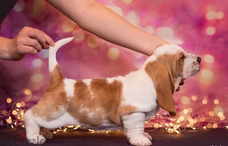 Basset Hound Puppy FCI Top Quality from Europe 2