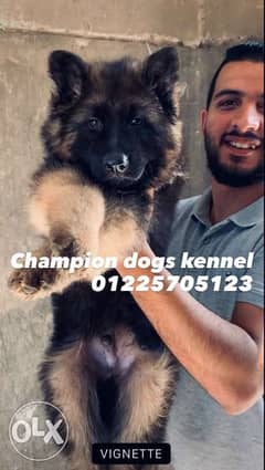 champion dogs kennel 0