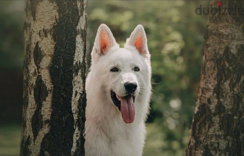 Imported White Swiss Shepherd from Europe 1