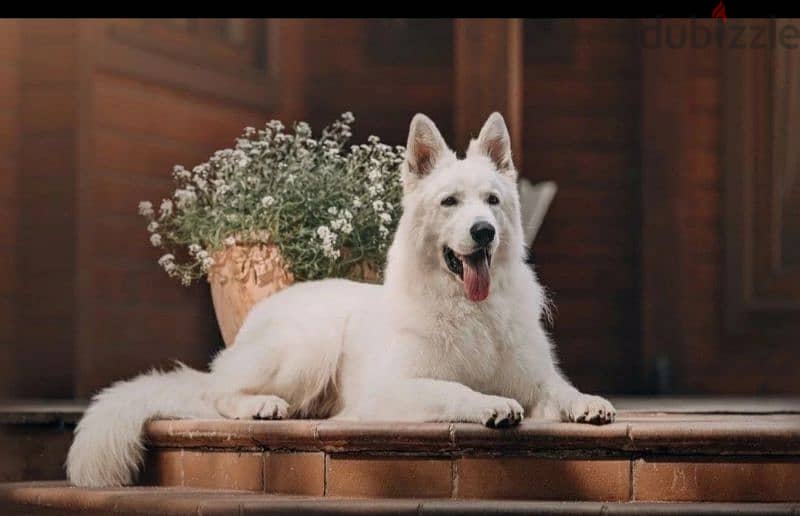 Imported White Swiss Shepherd from Europe 2