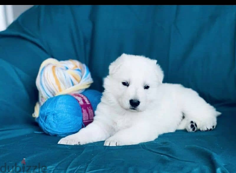Imported White Swiss Shepherd from Europe 4