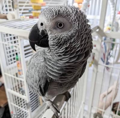 بغبغان (african grey Casco) زنجباري مدرب و متكلم