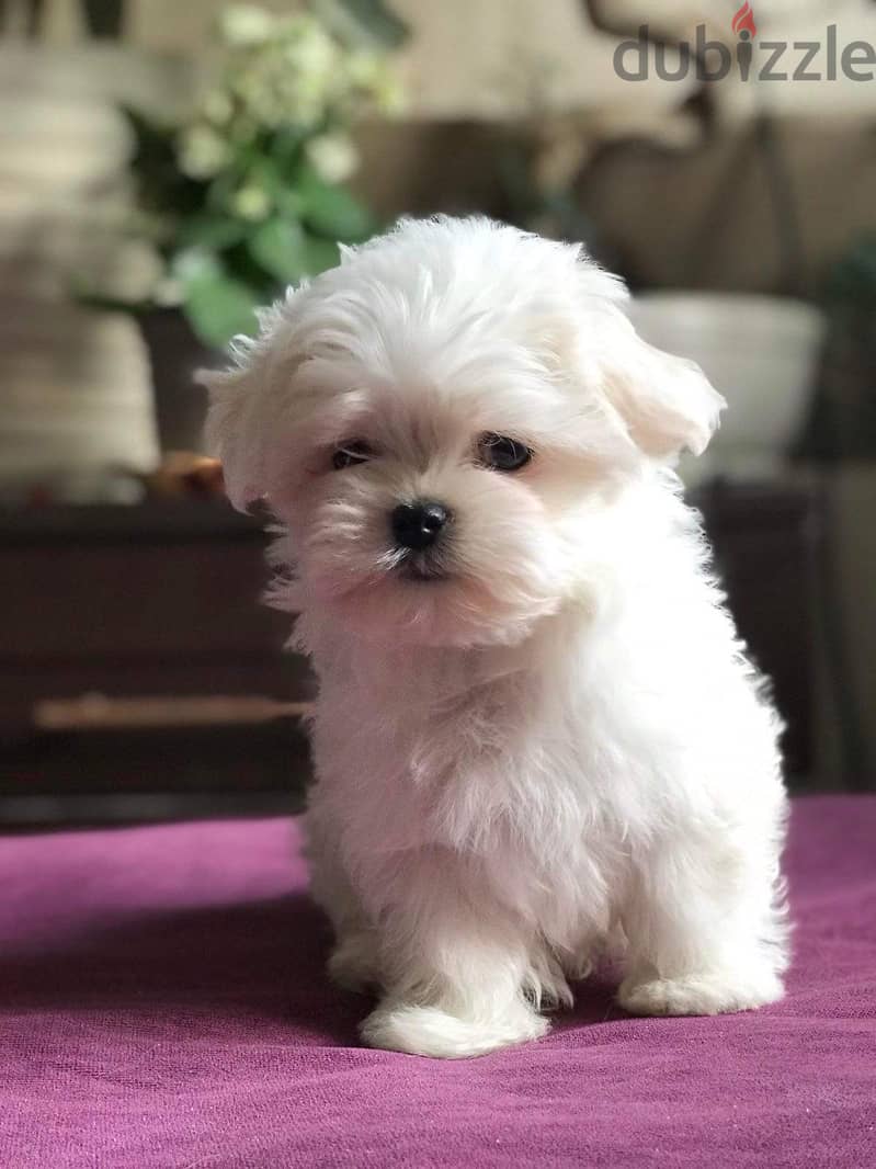 Maltese Puppy Imported from Europe !! 1