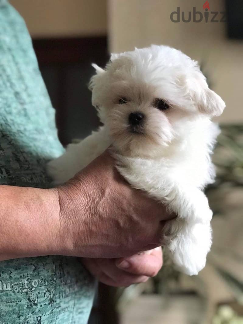 Maltese Puppy Imported from Europe !! 4