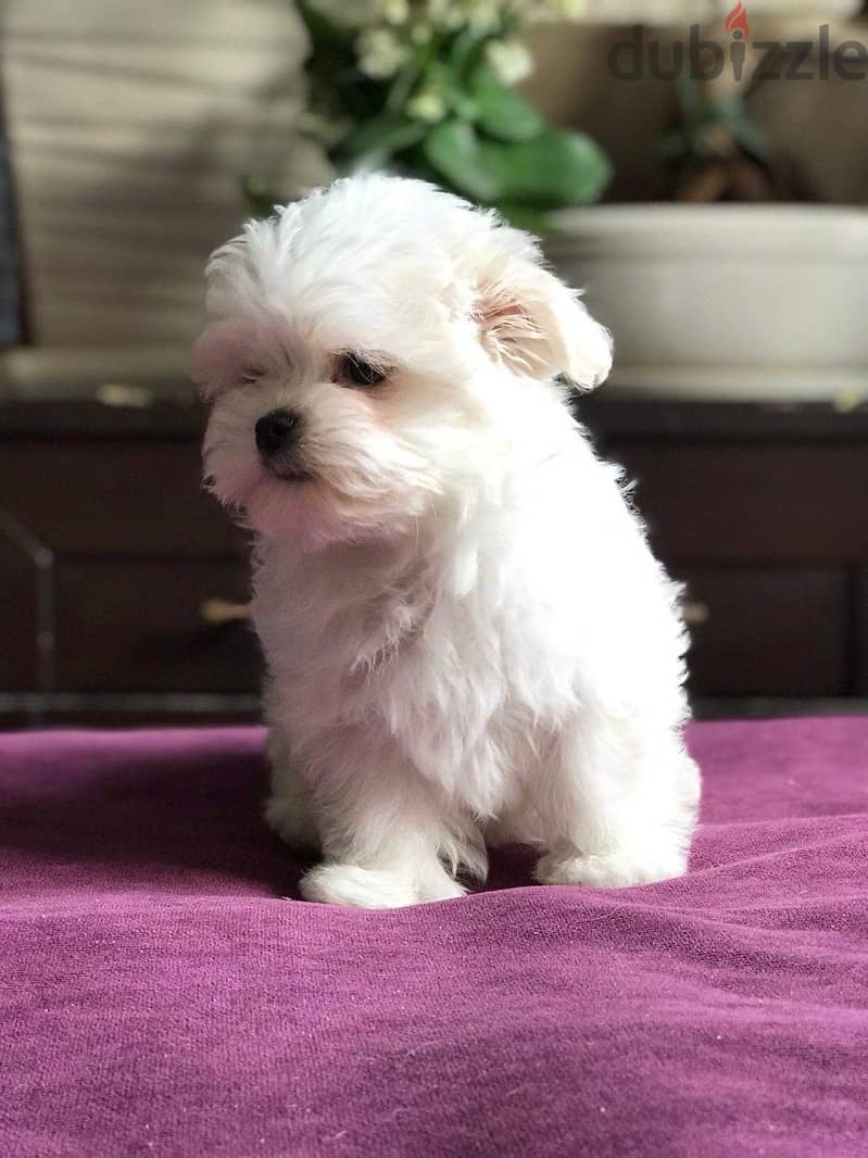 Maltese Puppy Imported from Europe !! 2