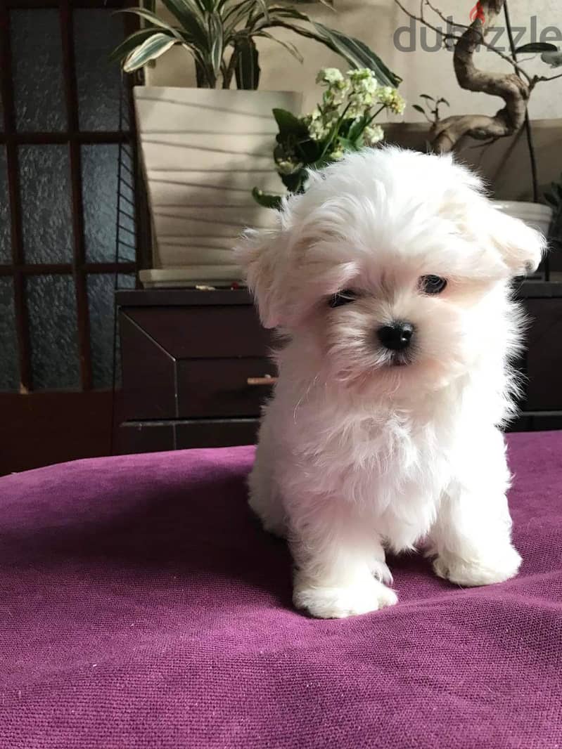 Maltese Puppy Imported from Europe !! 3
