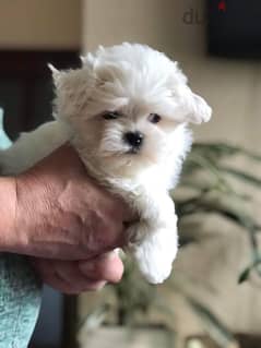 Maltese Puppy Imported from Europe !! 0