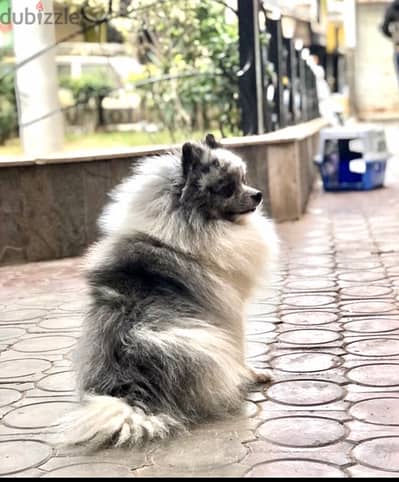 ‎بومرينيان Pomeranian golden chow chow rottweiler german