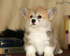 Imported Welsh corgi puppies From Russia full documents