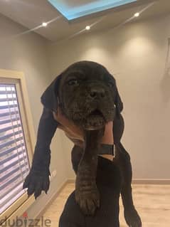 cane corso female and male - 2 months 0