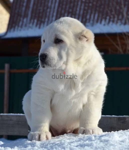 alabai Puppies From Russia egyptdogs . com full documents 0