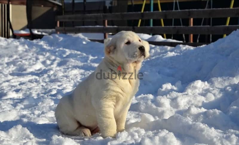 alabai Puppies From Russia egyptdogs . com full documents 6