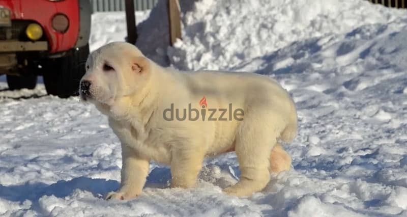 alabai Puppies From Russia egyptdogs . com full documents 7
