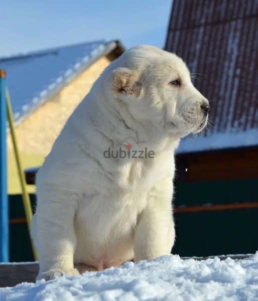alabai Puppies From Russia egyptdogs . com full documents 8