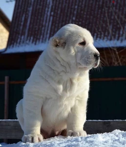 alabai Puppies From Russia egyptdogs . com full documents 14