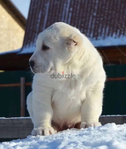 alabai Puppies From Russia egyptdogs . com full documents 15