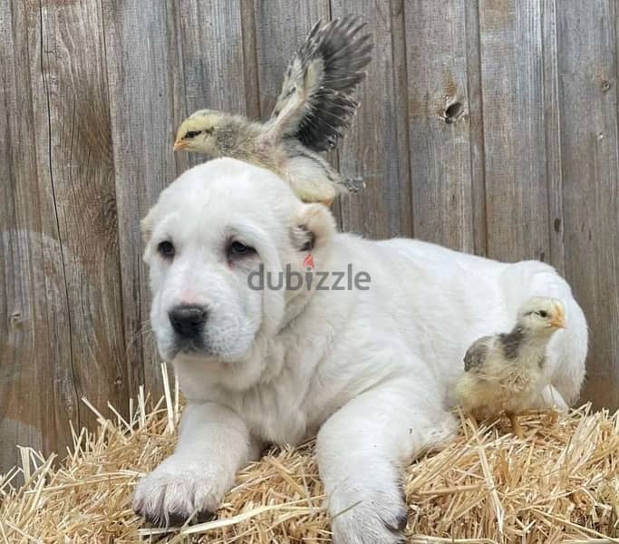 alabai Puppies From Russia egyptdogs . com full documents 18