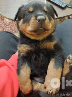45 days rott for sale 0