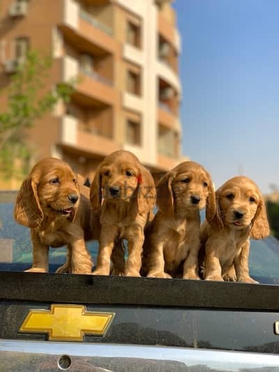 cocker spaniel puppies كوكر اسباني