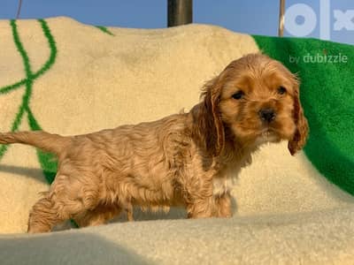 cocker spaniel puppies كوكر اسباني