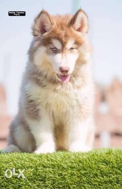 Siberian husky long hair puppies / جراوي هاسكي لونج هير 0