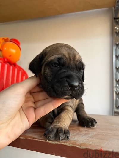 Presa Canario puppies for sale 1