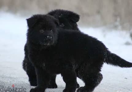 Imported German Shepherd Royal Black Puppies  From Europe