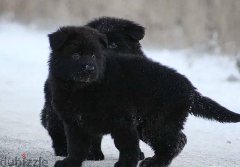 Imported German Shepherd Royal Black Puppies  From Europe 0