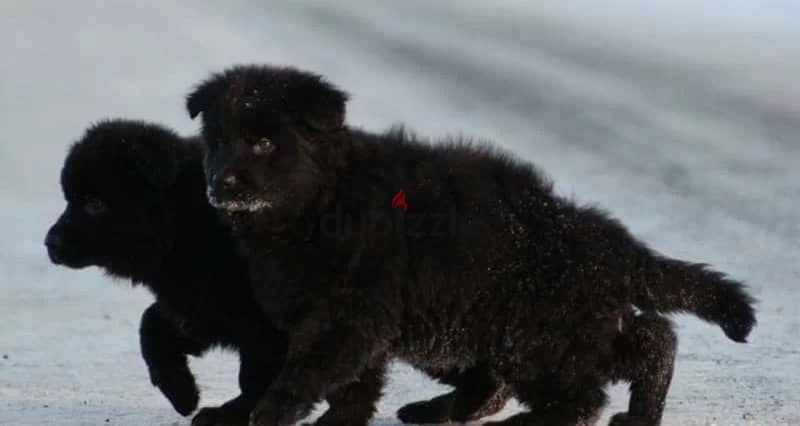 Imported German Shepherd Royal Black Puppies  From Europe 4