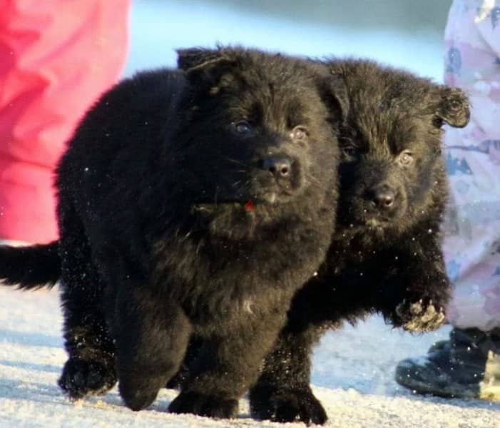 Imported German Shepherd Royal Black Puppies  From Europe 7