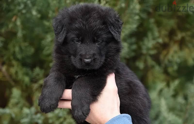 Imported German Shepherd Royal Black Puppies  From Europe 8