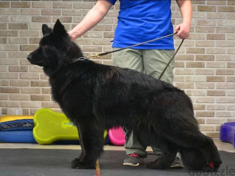 Imported German Shepherd Royal Black Puppies  From Europe 10