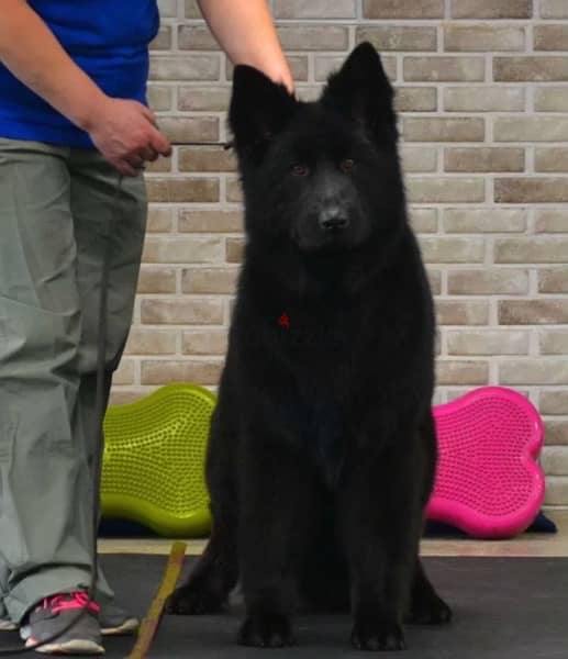 Imported German Shepherd Royal Black Puppies  From Europe 11