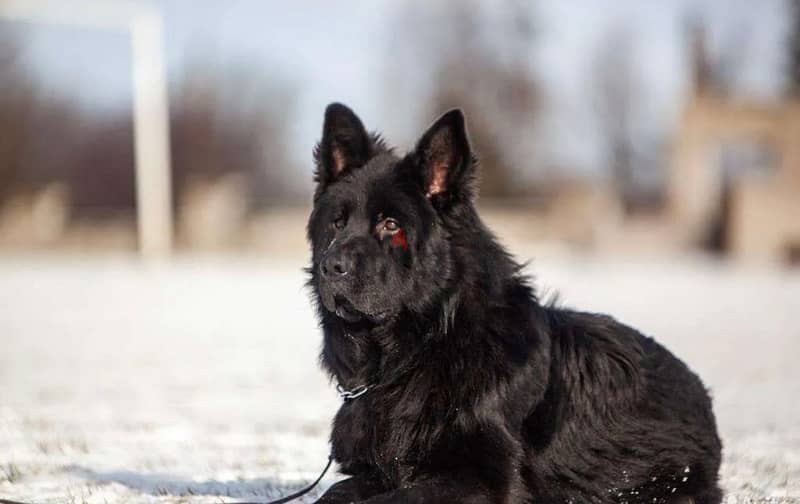 Imported German Shepherd Royal Black Puppies  From Europe 12