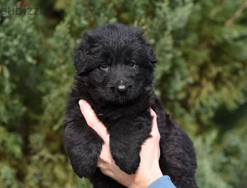 Imported German Shepherd Royal Black Puppies  From Europe 14