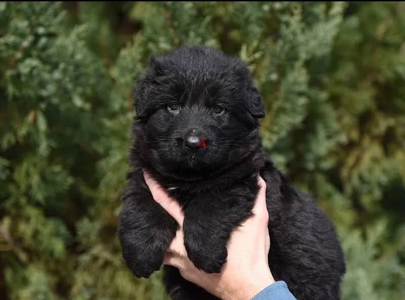 Imported German Shepherd Royal Black Puppies  From Europe 15