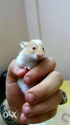 Hamster هامستر سوري 0