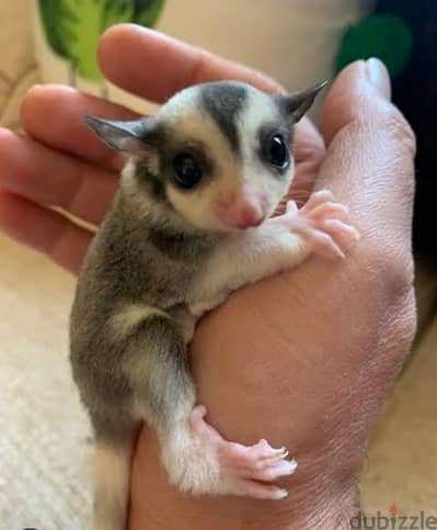 هامستر شوجر جلايدر sugar glider