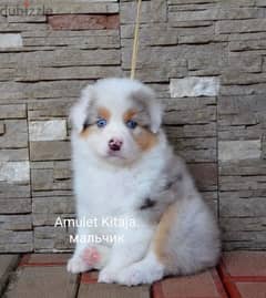 Imported Australian Shepherd Puppies Fci From Europe Males and Females