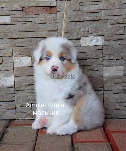 Imported Australian Shepherd Puppies Fci From Europe Males and Females 1