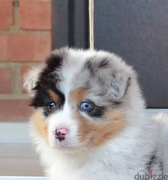Imported Australian Shepherd Puppies Fci From Europe Males and Females 2