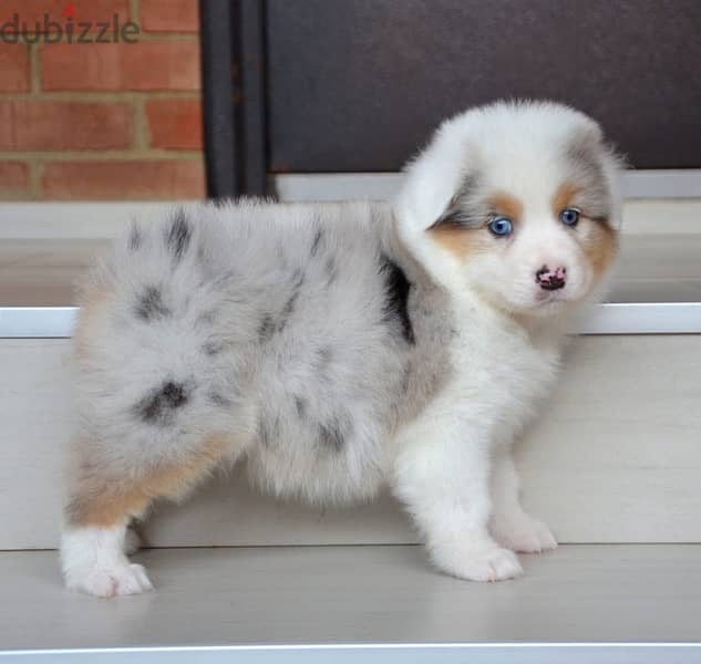 Imported Australian Shepherd Puppies Fci From Europe Males and Females 3